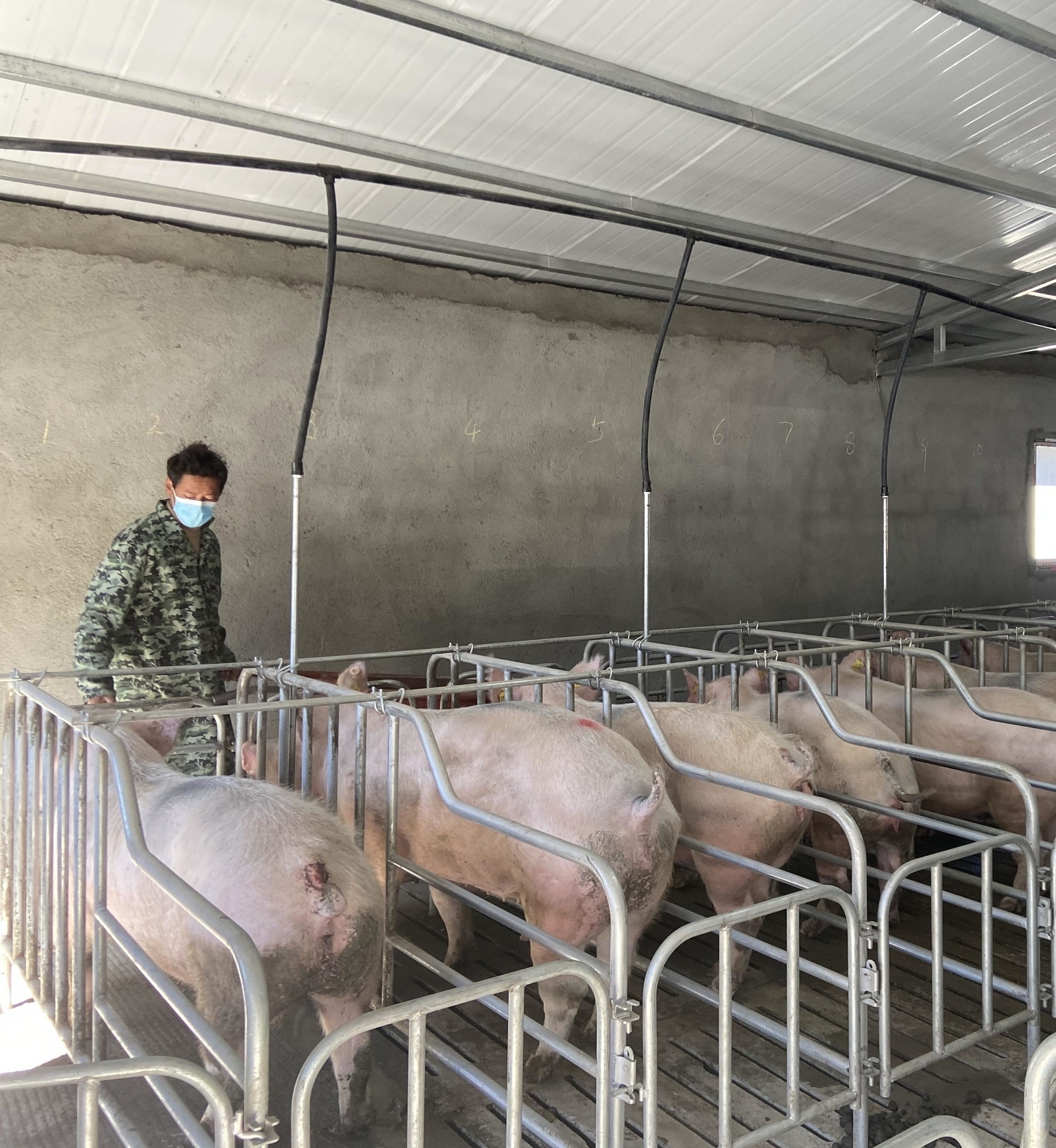 科学饲喂与健康管理