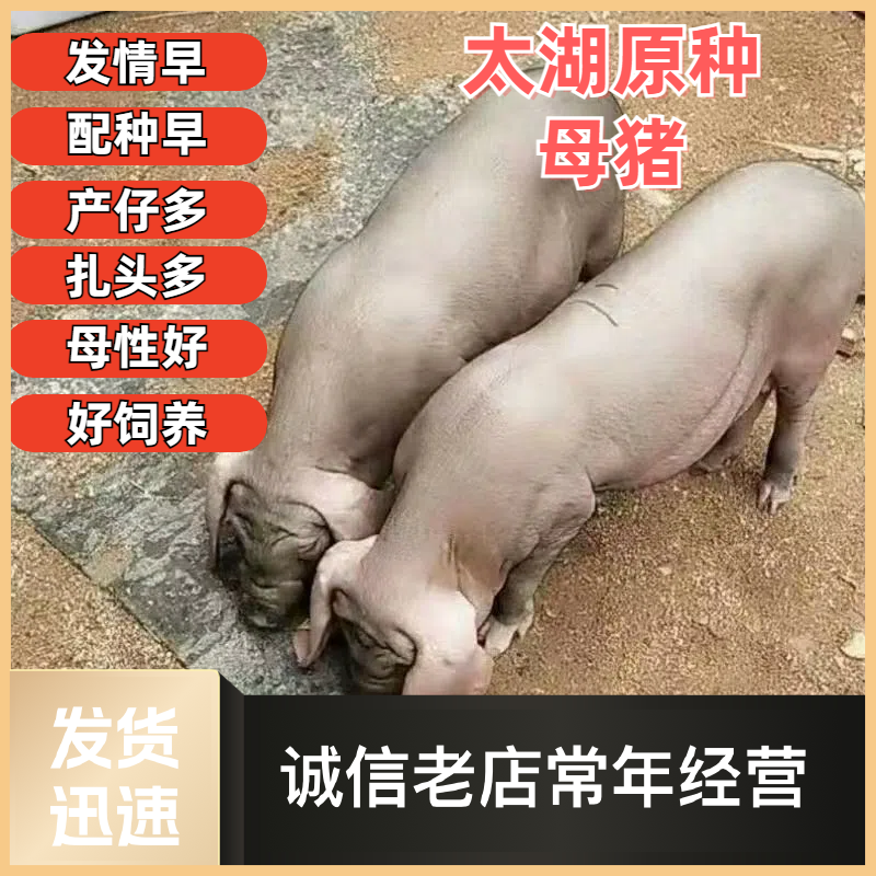 猪肉产品供应